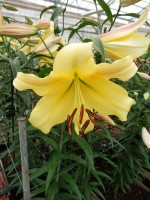 [5212 Golden Power 18 ST No02.JPG]